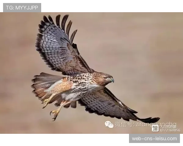 比赛中鹰鹰停电五分钟用手机照明完成热身